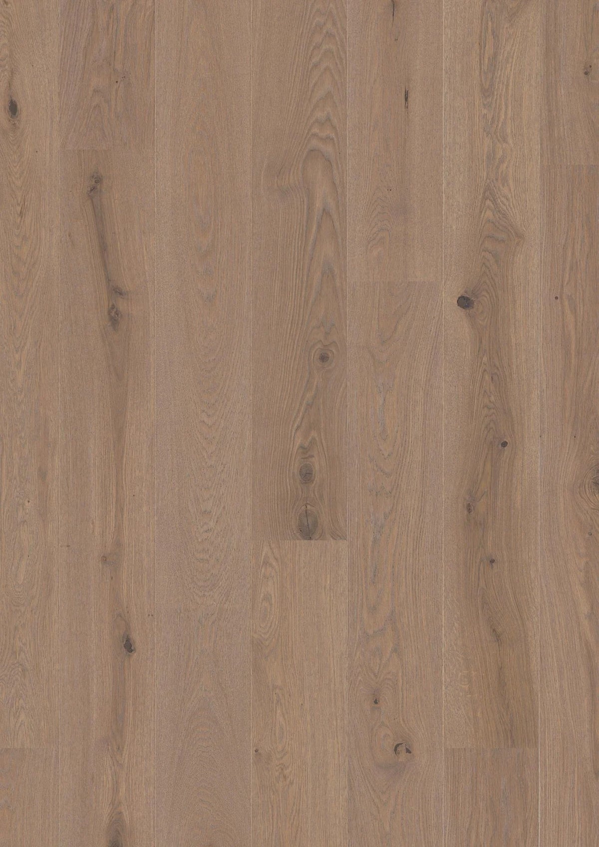 Oak Sand Animoso