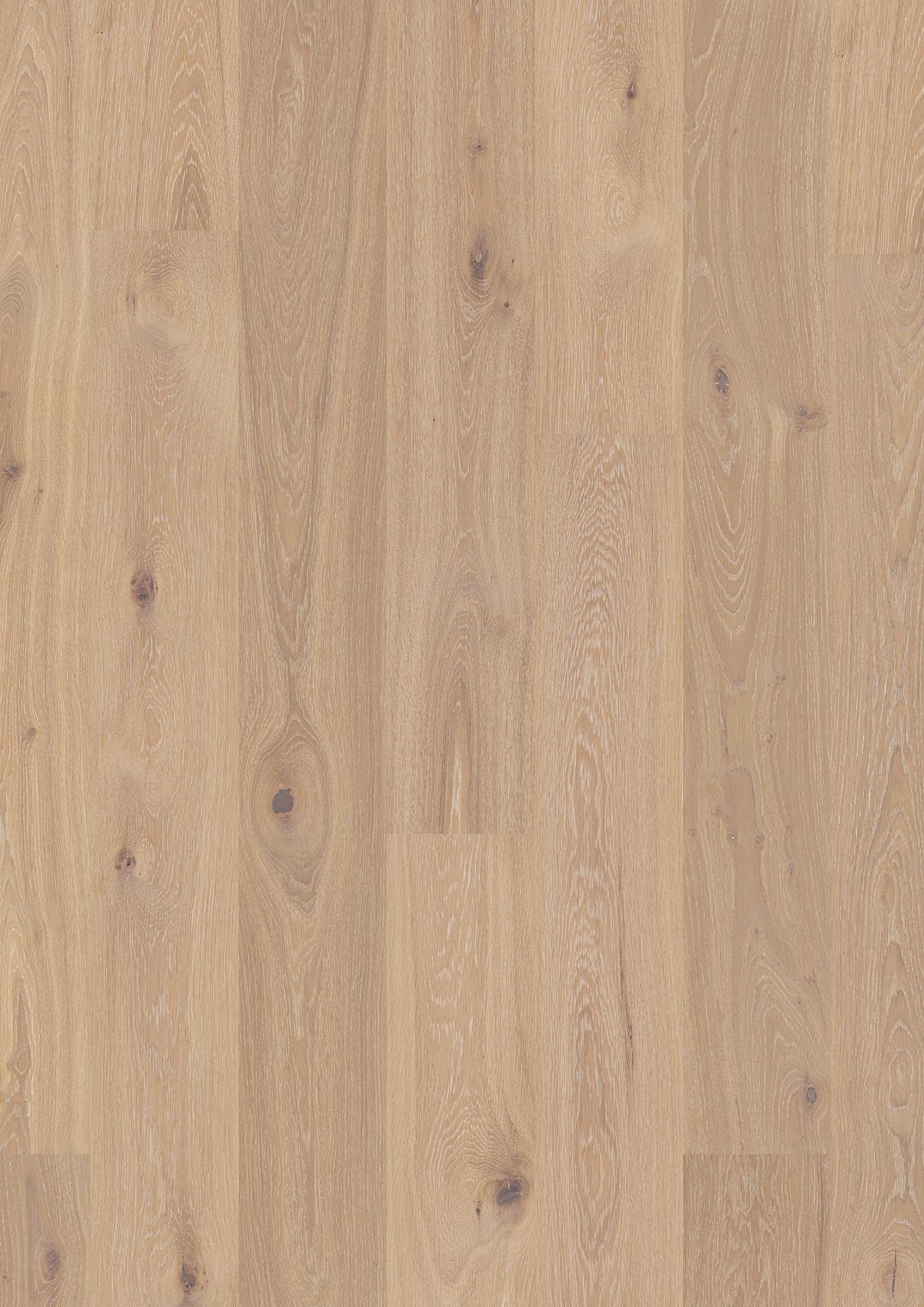 Oak Coral Animoso 181